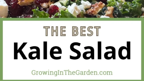 Einfacher Grünkohl-Salat mit Äpfeln, Feta und Pekannüssen auf einem Teller garniert.